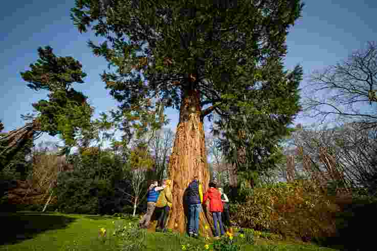Tourists standing around a tree as part of their Journey into Stillness experience, Gilford